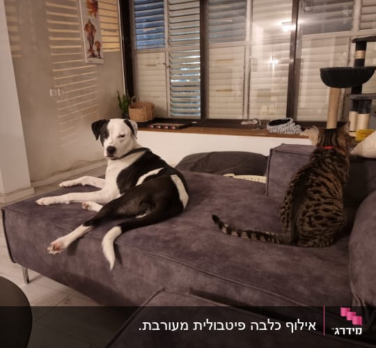 כלב שוכב על ספה ליד חתול
